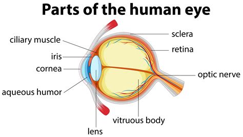 Diagram Of The Human Eye With Parts Labeled Stock