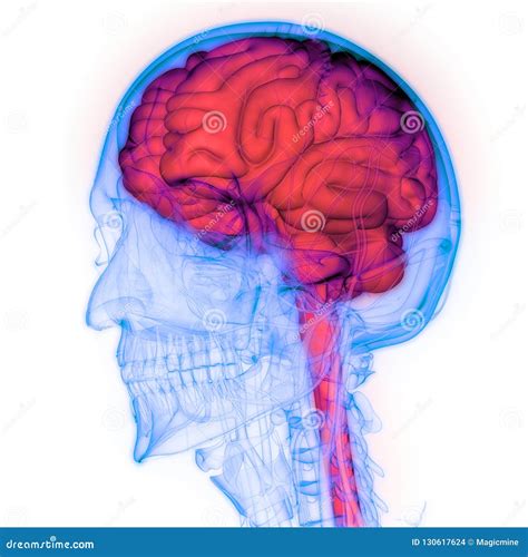 Rg O Central Do Sistema Nervoso Humano Brain Anatomy Ilustra O Stock