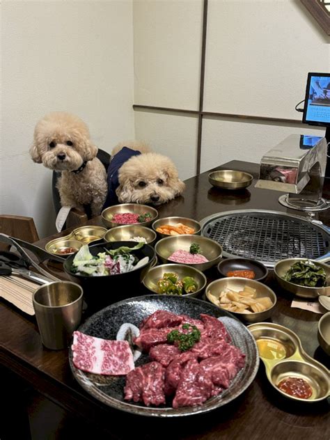 반려생활 애견동반 룸식당 Best 4 프라이빗하게 룸에서 즐기는 맛집 파주 산내음 부산 칠암만장서울 선수촌가든 강화