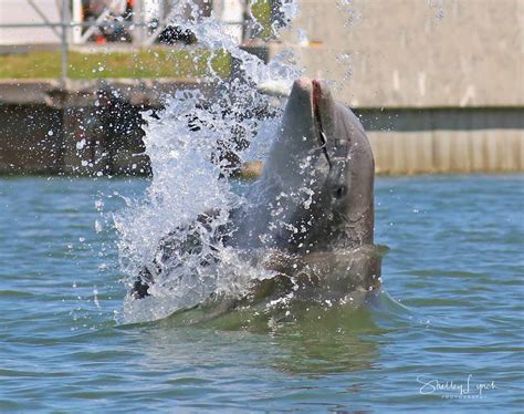 Bottlenose Dolphin Facts