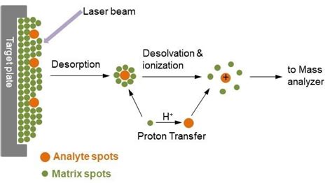 Maldi Tof Mass Spectrometry Principle Methodology And Applications