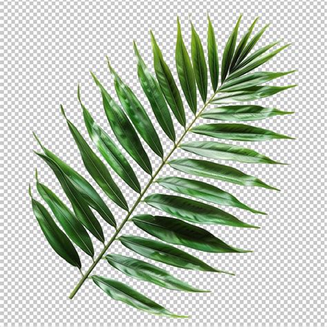 Premium Psd Coconut Leaves