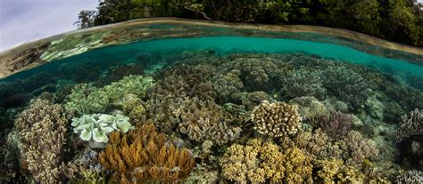 Raja Ampat Snorkeling Tour, February 2 - 12, 2020 - Coral Triangle ...