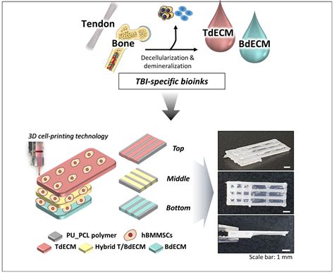 Ijms Free Full Text Decellularized Extracellular Matrix Based