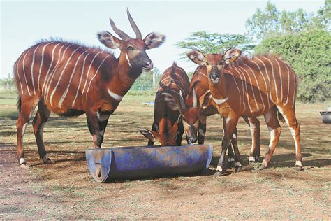 english news 英语新闻 Efforts paying off to save endangered antelope in