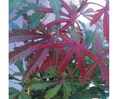 Arce Japones En Maceta acer palmatum orangeola o arce japonés para