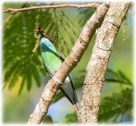 Birding Bird Watching In Tabin Wildlife Reserve Borneo