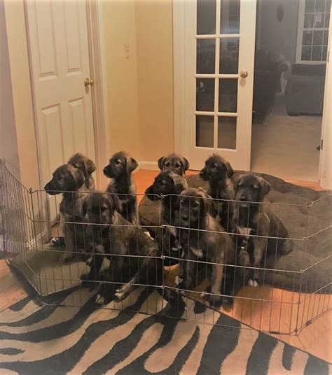 Irish Wolfhound Puppies Irish Wolfhound Association Of New England