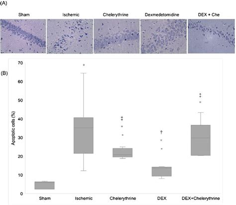(A) Representative photomicrographs showing apoptotic and viable cells ... 