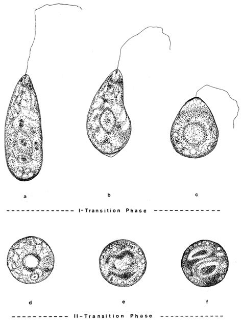 Do Euglenoids Have Pigmentation