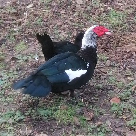 Photo Muscovy Duck Domesticated Cairina Moschata Forma Domestica