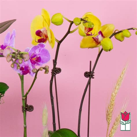 2 Stem Mini Phalaenopsis Orchid Plant Seasonal Color Varies In