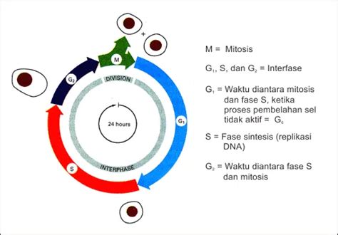 Siklus Sel Jalur Sinyal Dan Mekanisme Regulasi Dari Siklus Sel