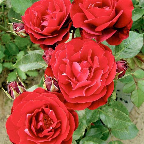 Bush Rose- Red Abundance - Harkness scented english roses - Busy Bee ...