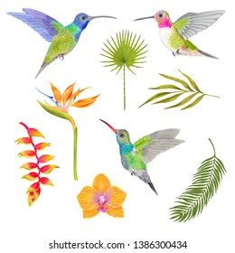 Humminbird Flowers Images Stock Photos Vectors Shutterstock