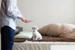 11 Basic Training Tips for Shih Tzu Puppy Owners - Shih Tzu Care Guide