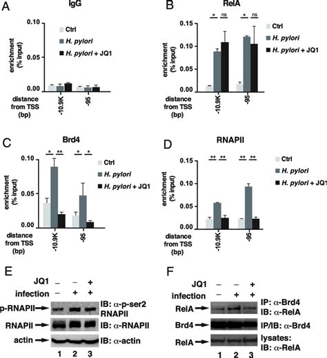 Jq1 Inhibits The Recruitment Of Brd4 To The Enhancer And Promoter Of Download Scientific