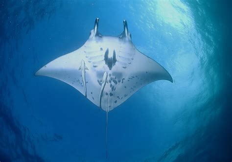 Reef Manta Ray Mobula Alfredi Bali Wildlife