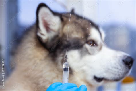 Vaccine Rabies Bottle and Syringe Needle Hypodermic Injection ...