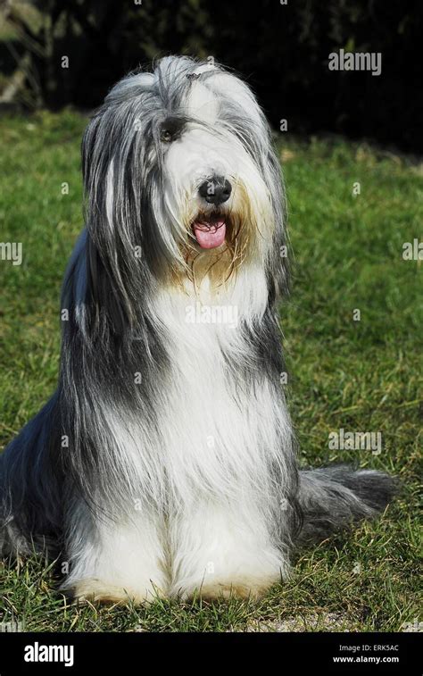 Grey White Bearded Collie Sitting Hi Res Stock Photography And Images