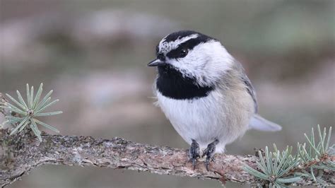 Meet The Mountain Chickadee