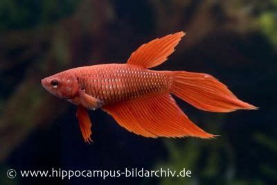 Kampffische Betta Splendens Als Crown Tail Halfmoon Oder Long Tail Kaufen