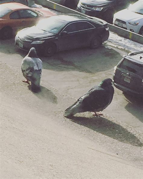 Pic Of Two Plump Pigeons Perched On The Ledge But Ended Up Getting A