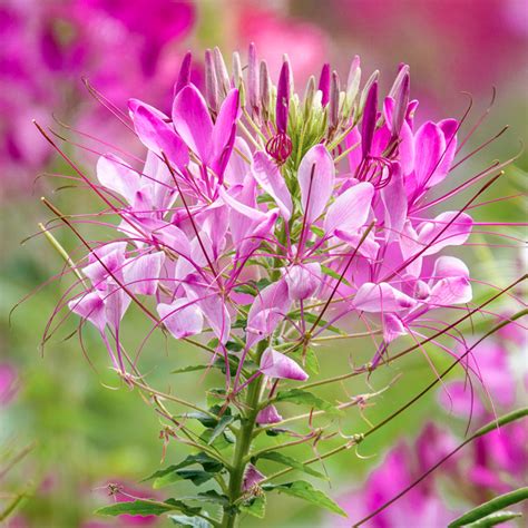 Cleome Rose Queen Seeds Stocks And Green