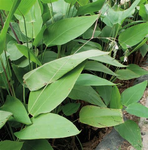 5 Planted Drying Beds In The Garden Of A School Bangkok Thailand The