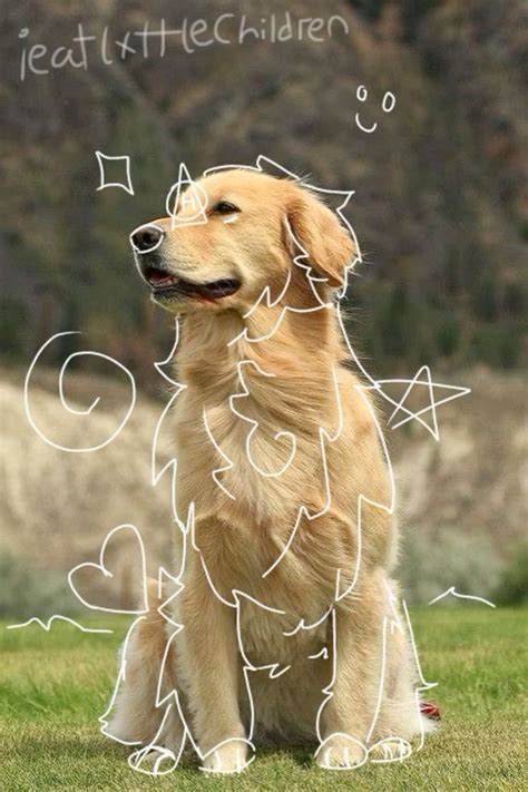 Golden Retriever Therian Pfp ️ In 2024 Golden Retriever Gold