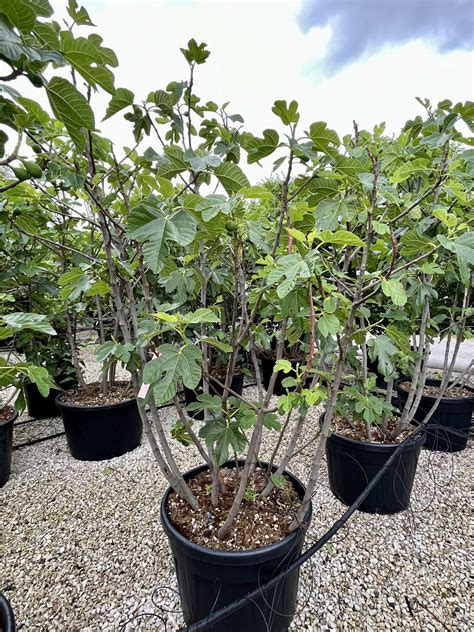 Ficus Carica Rouge De Bordeaux Soc Agr Righetti Piante S S