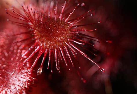 MT-26EX-RT Macro Twin Lite | Canon Australia