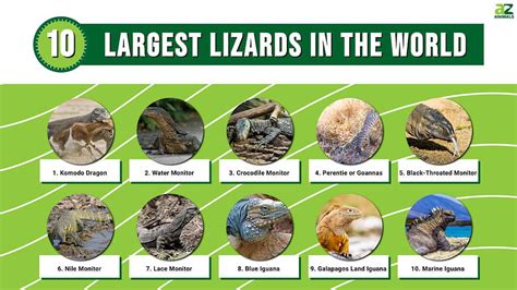 The 10 Largest Lizards In The World A Z Animals