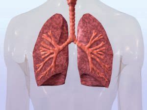 What causes pulmonary infarction? Symptoms, diagnosis, and treatment