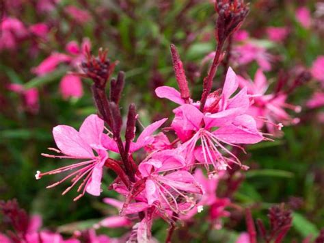 Gaura Lindheimeri Belleza Dark Pink Wholesale Nursery Nurseries In