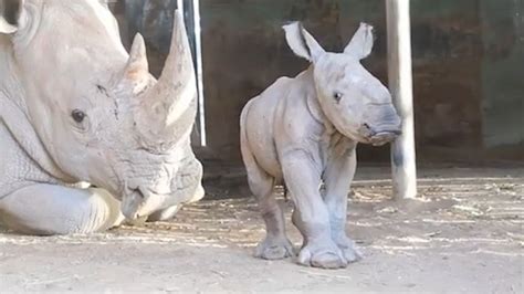 White Rhino Welcomes Baby At Monarto Safari Park Gma