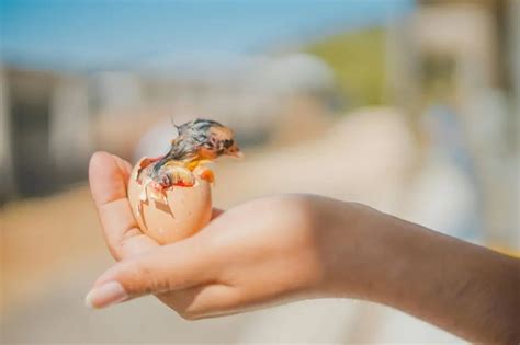 Cómo incubar huevos una guía paso a paso con la incubadora VEVOR