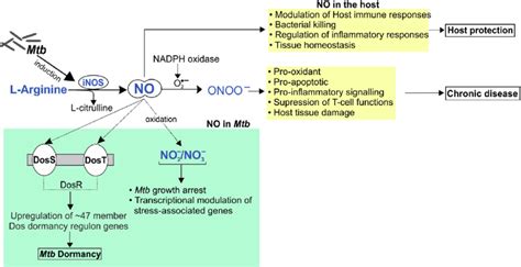 Schematic Illustration Of The Role Of No In Mtb Disease Mtb Infection