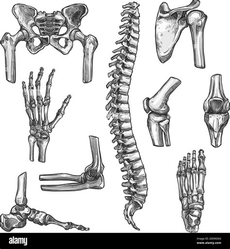 Bone And Joints Sketches Set Human Skeleton Hand Knee And Shoulder Hip Foot Spine Leg And