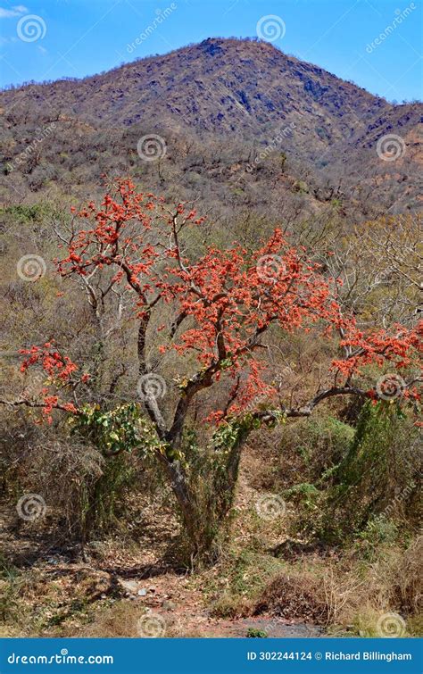 Flowering Shrub and Hills, Adinath Jain Temple, Ranakpur, Sadri, Rajasthan, India Stock Photo ...