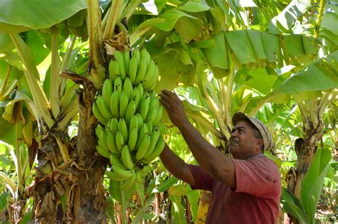 Autosuficiente M Xico En Producci N De Pl Tano Agricultura Contraste