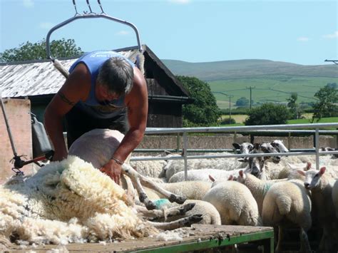 Best sheep shearer in Yorkshire? | Nutstile