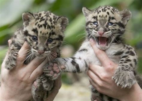 Clouded Leopards Babies Are So Adorable | Funotic.com