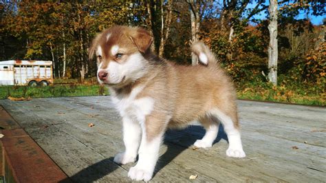 Giant Alaskan Malamute Puppies Price Giant Alaskan Malamute Price