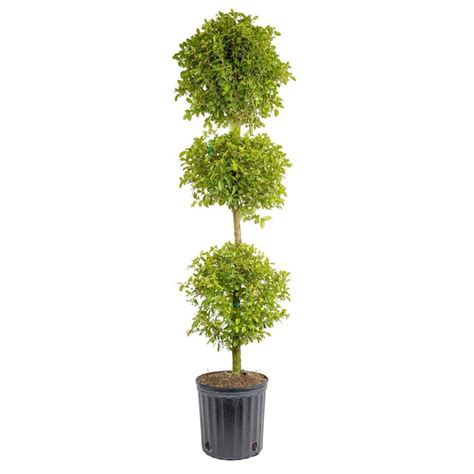 Costa Farms Eugenia Ball Topiary Indoor Outdoor Plant In In