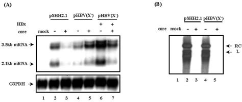 Effects Of Hbx On Hcv Core Protein Suppression Ability Huh Cells