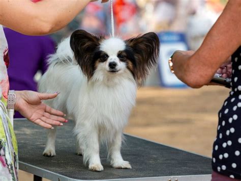 5 dicas para identificar a raça do cachorro Portal do Dog