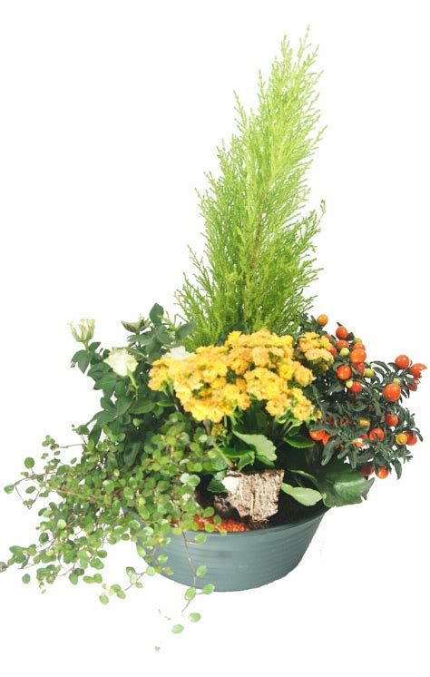 Coupe De Plante Affection