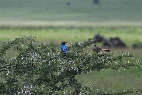 3 Days Safari To Ngorongoro And Serengeti National Park Eco Farm