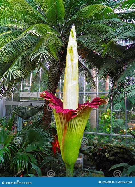 Amorphophallus Titanum Corpse Flower In Full Bloom In The Us Botanic